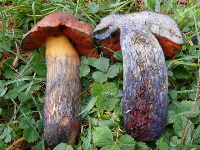 Boletus Queletii